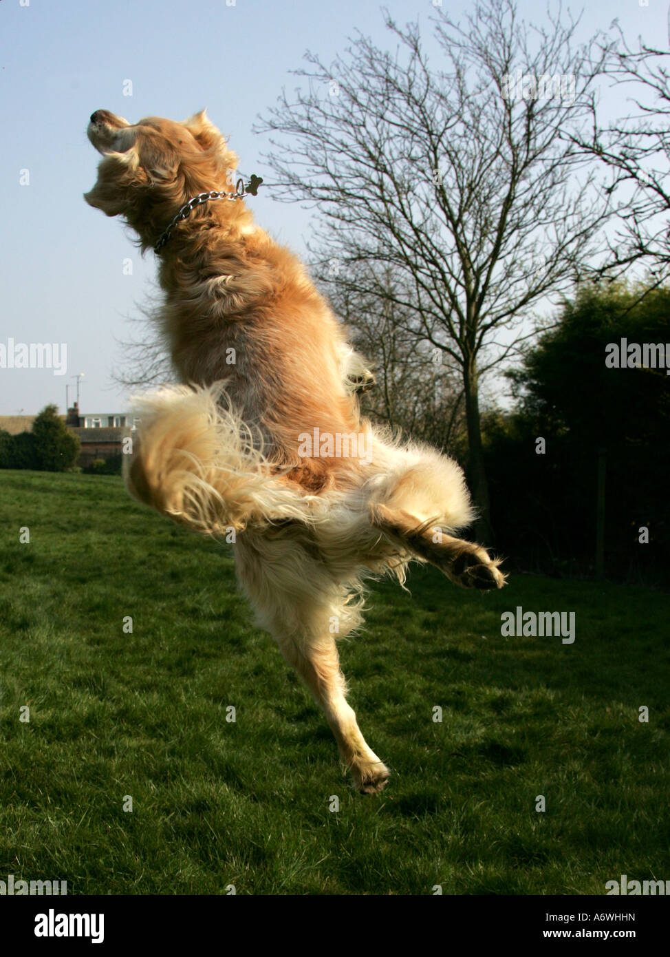 A golden retriever leaping up into the air Stock Photo - Alamy