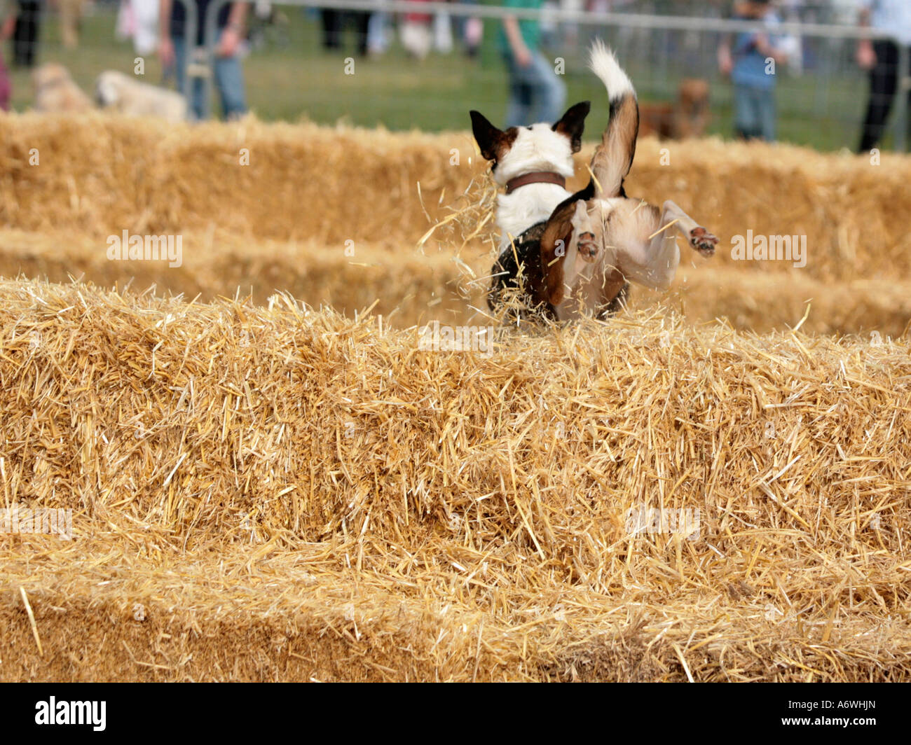 A small terrier running over some hay bales at a countryshow. Stock Photo