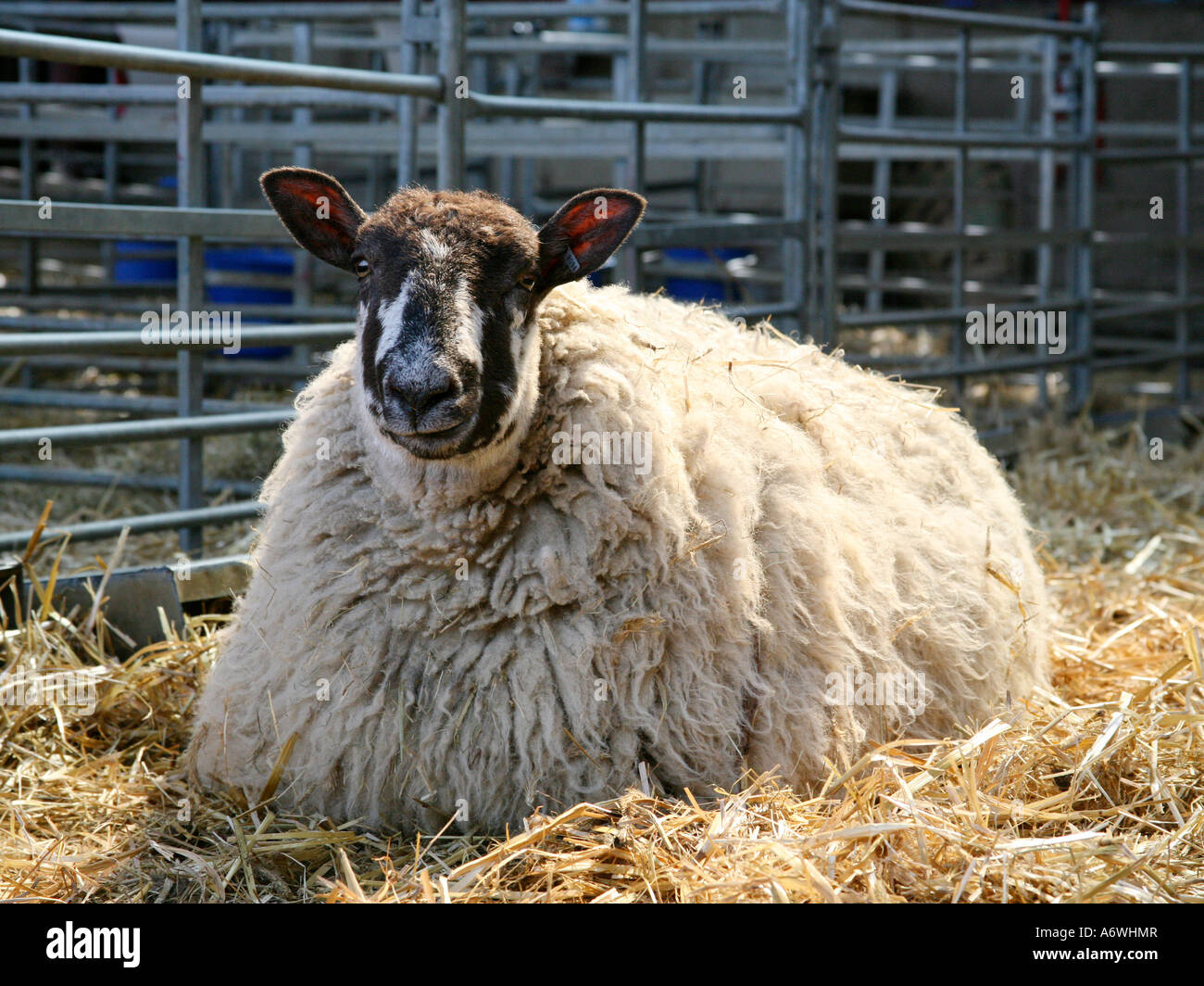 A large pregnant sheep in a barn Stock Photo - Alamy