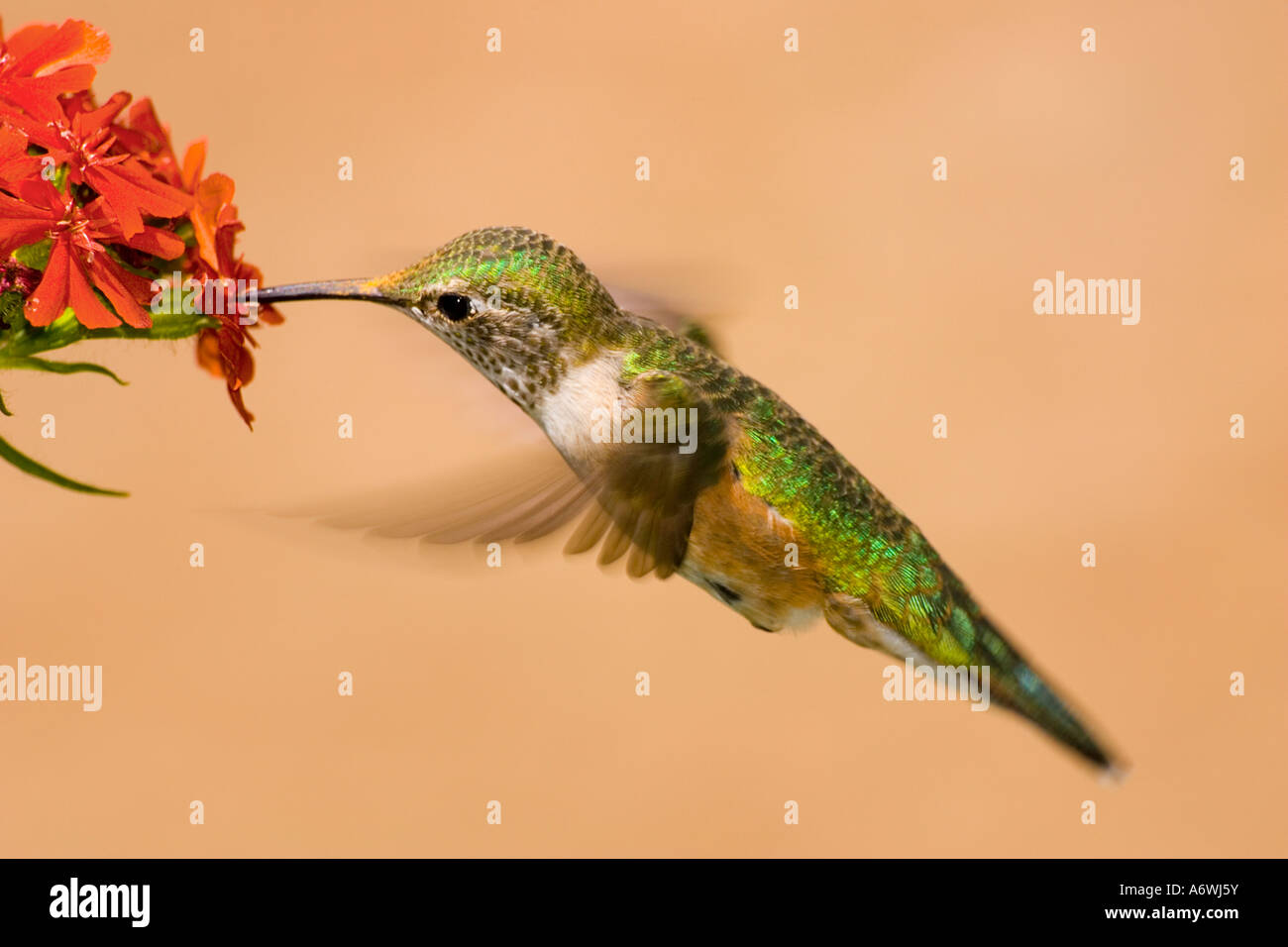 A female Rufous Hummingbird sips nectar from a flower in Leadville, Colorado. Stock Photo