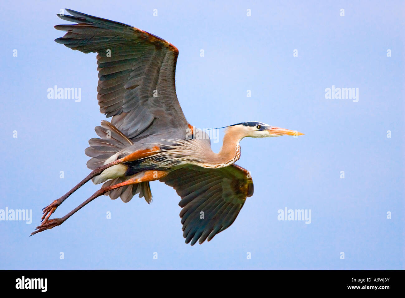A Great Blue Heron in full breeding plumage flying over the Venice Rookery in Venice,  Florida early in the morning in February. Stock Photo