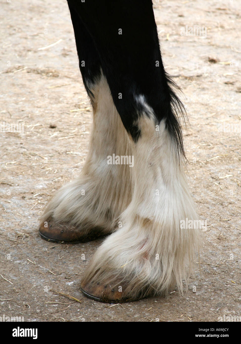 The foot of a shirehorse Stock Photo Alamy