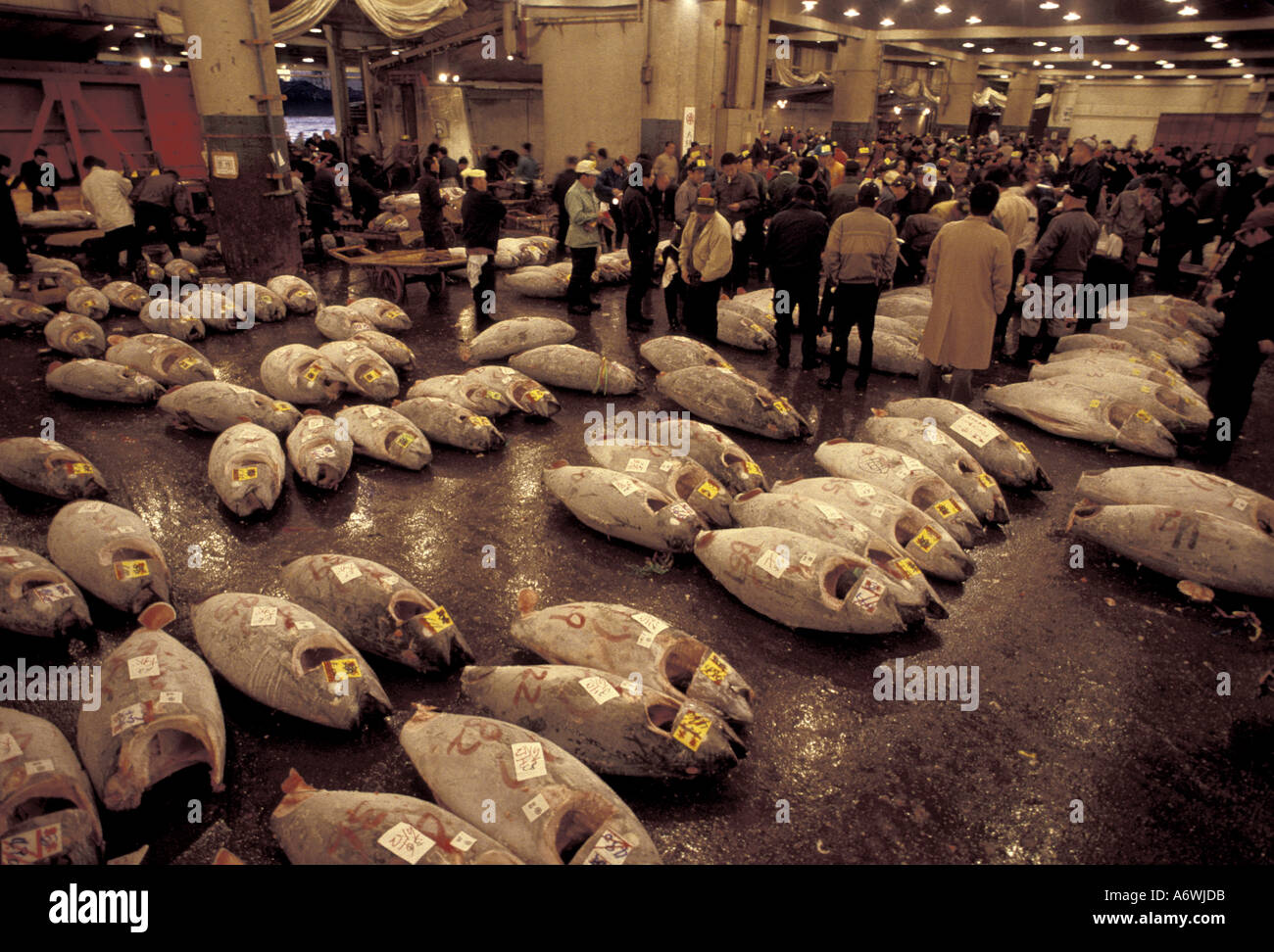 Asia, Japan, Tokyo, Frozen tuna for auction, Tsukiji Fish Market Stock ...