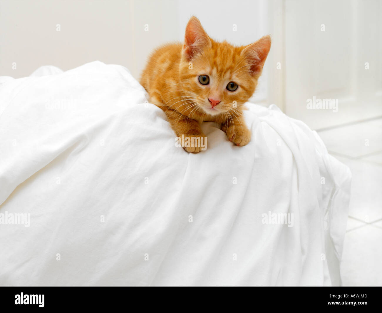 Eight Week Old Kitten on Top of Washing Stock Photo Alamy