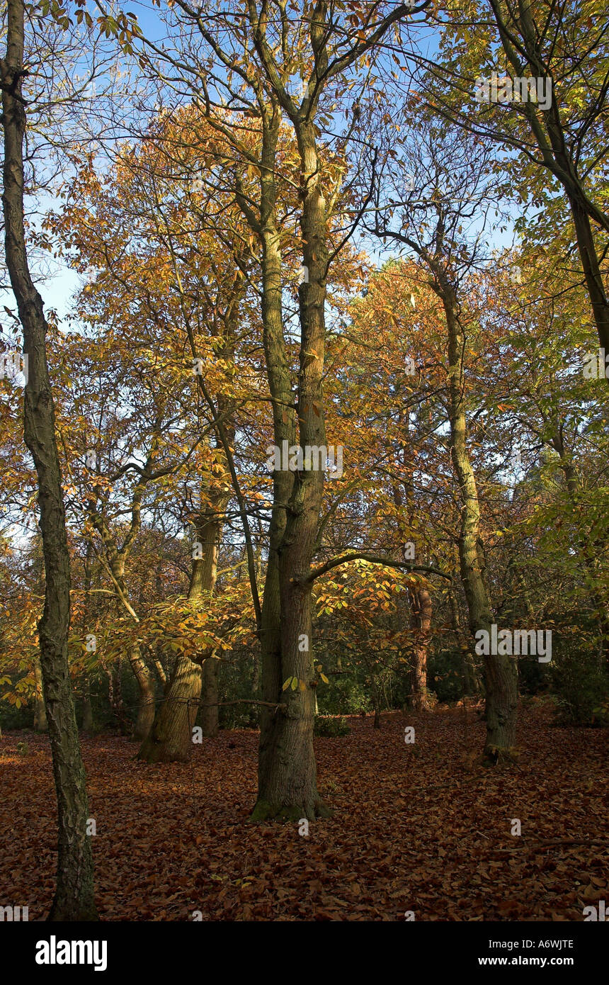 Woodland scene tall trees hi-res stock photography and images - Alamy