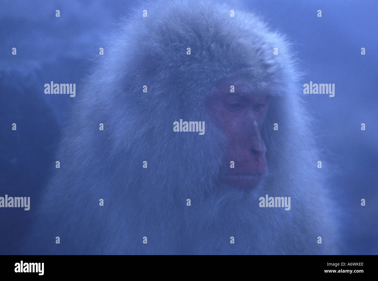 Japanese Macaque - Snow Monkeys (Macaca fuscata) Nagano, Japan Stock