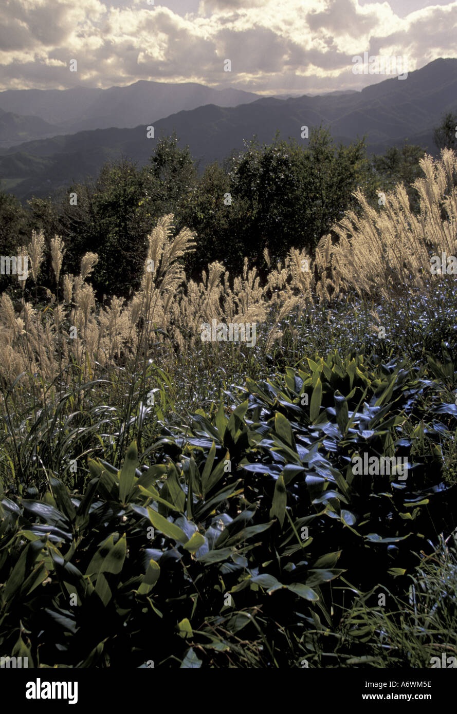 Asia, Japan, Sapporo, Hokkaido, Mountain reeds on Mt. Moiwa Stock Photo ...