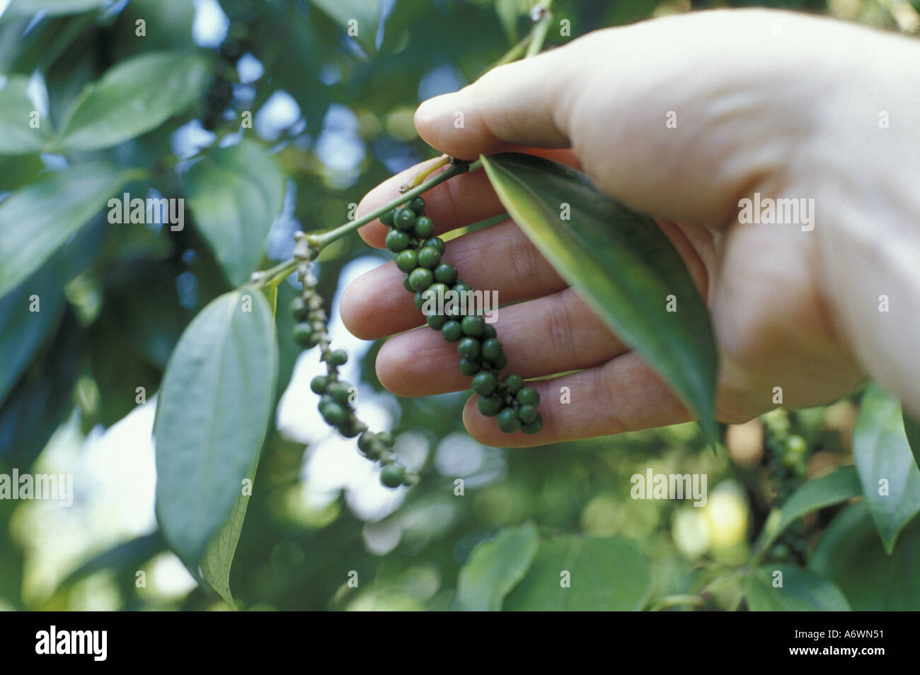 Malaysia, Sabah. Ground pepper fruits Stock Photo Alamy