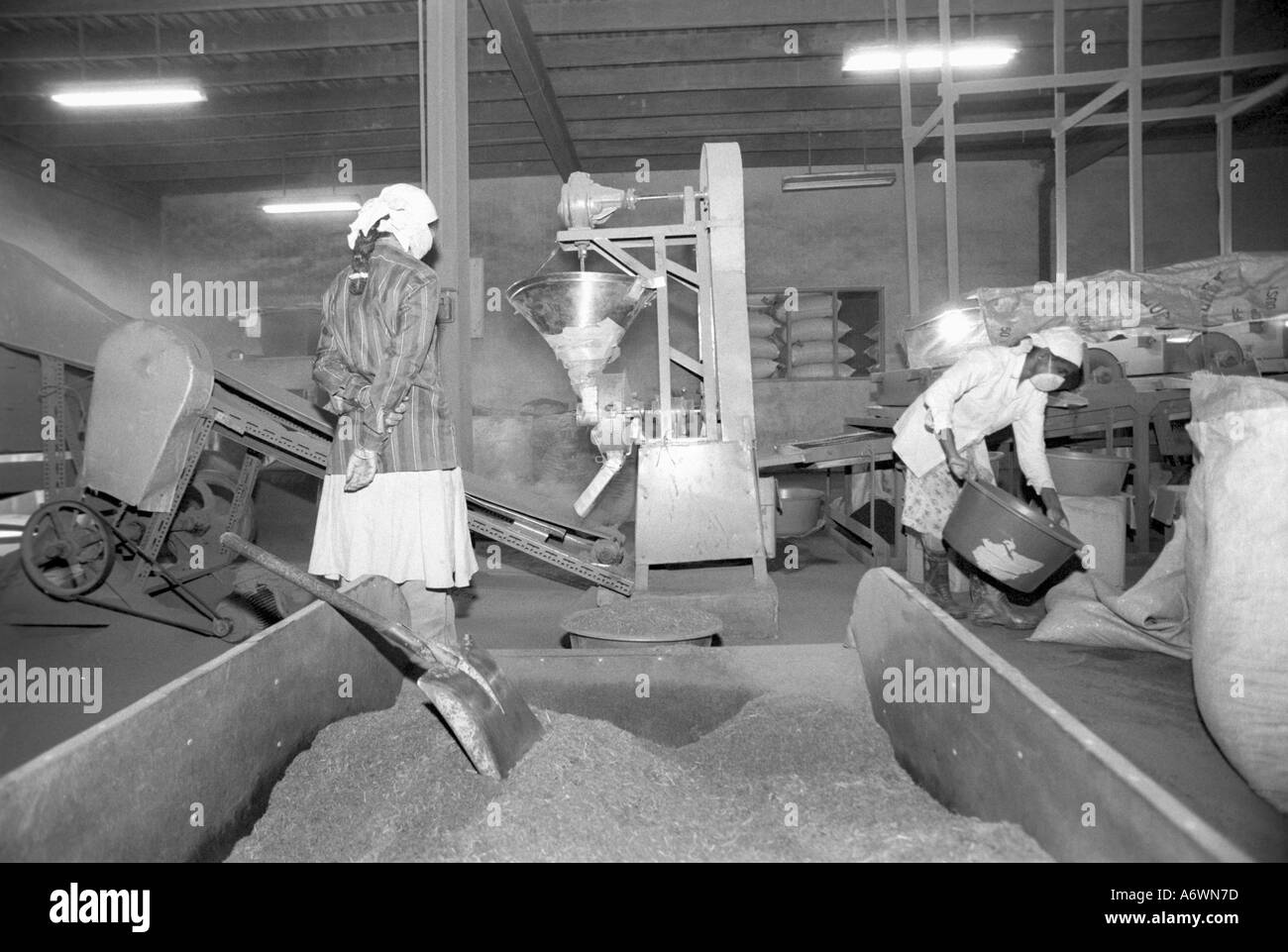 Drying Processing And Packaging Tea At Malaysia S Blue Valley Tea Stock Photo Alamy