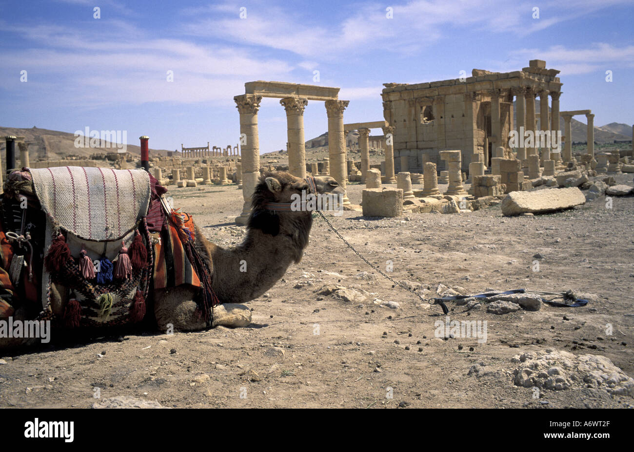 Syria, Palmyra, Temple of Baal-Shamin, Camels for tourists to ride ...