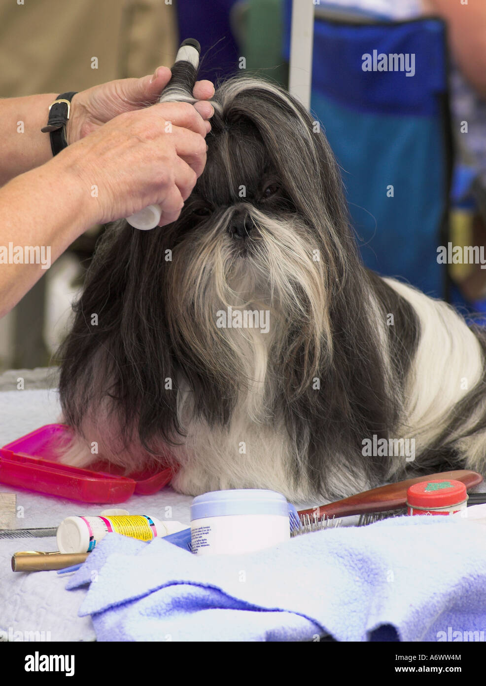 A Japanese Chin dog being groomed at a dog show in West Yorkshire, June