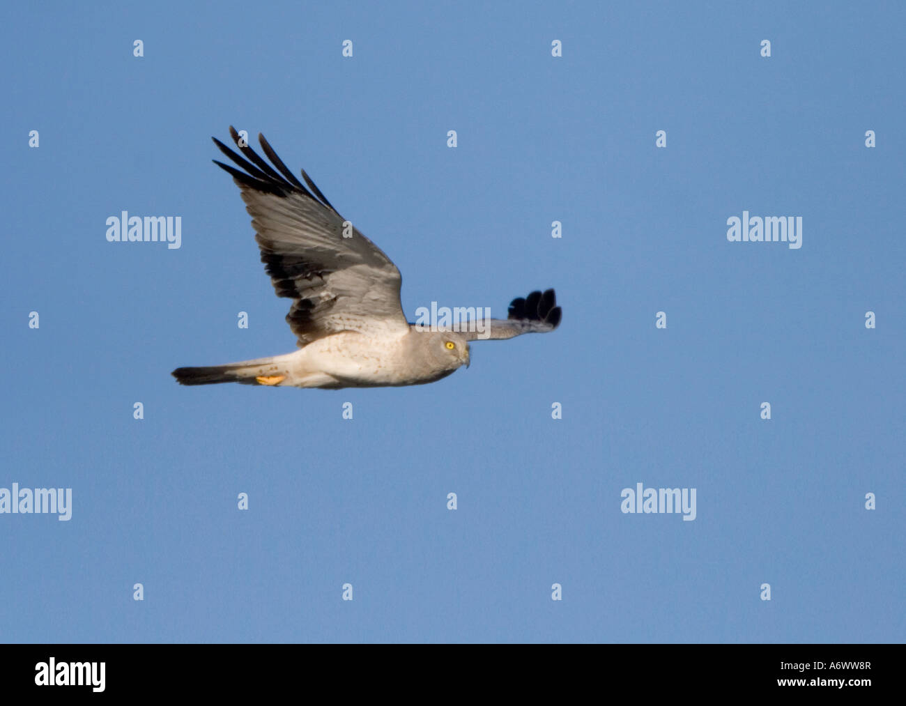 Northern Harrier Male in Flight Stock Photo - Alamy