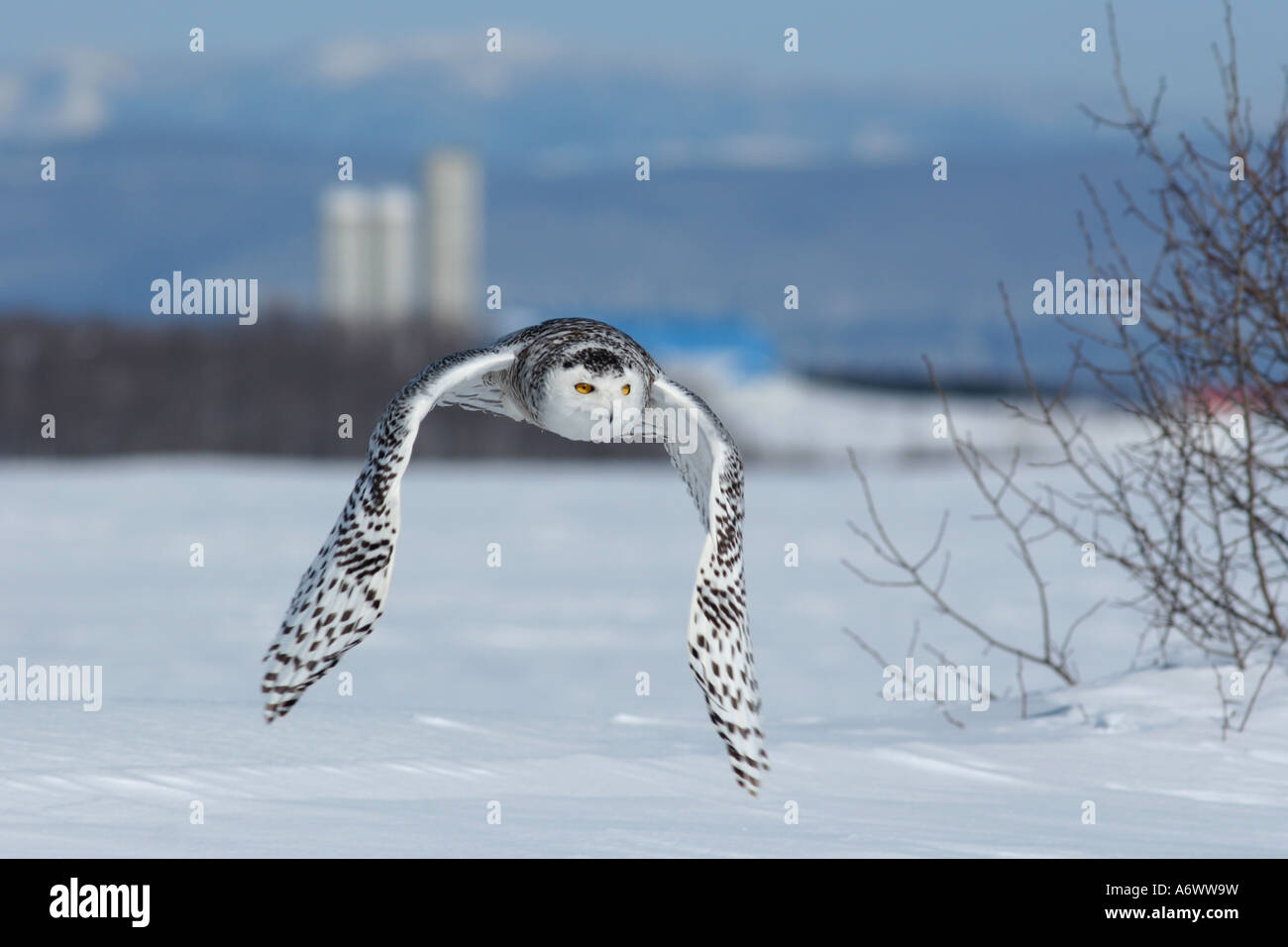 Snowy Owl hovering over a snow field in Saint-Vallier, Quebec Stock Photo