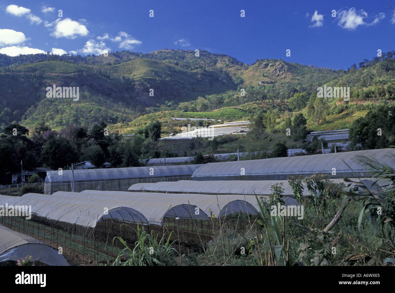 Thailand, Khun Yuam Village, Greenhouses. Government program to