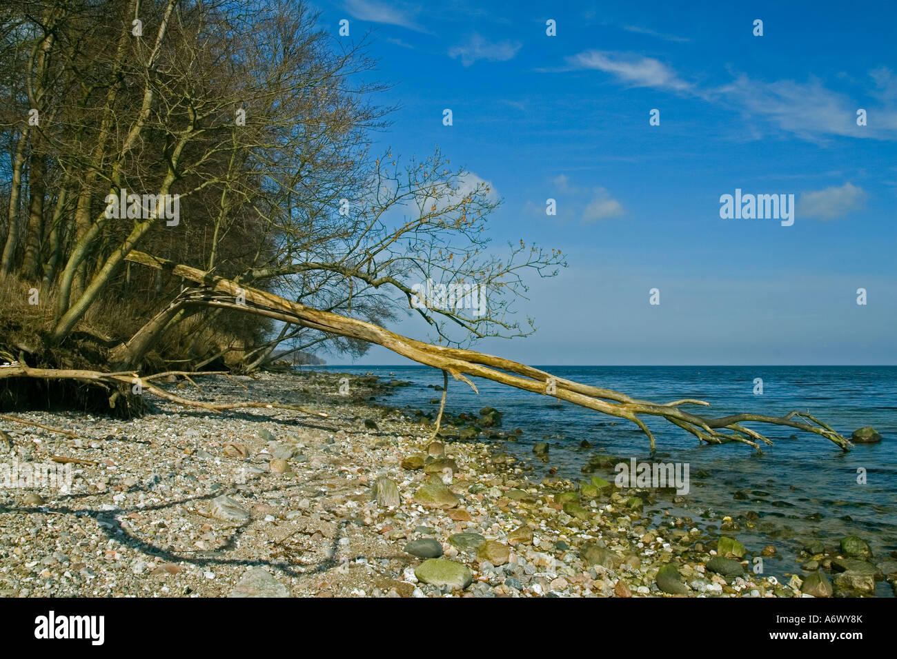 Old beech trees on a stony the beach Blomenkobbel Als Denmark Stock Photo