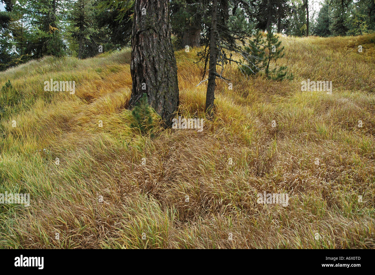 Alpen Alps Wald Forest Gras grass Baumstamm tree trunk Stock Photo - Alamy