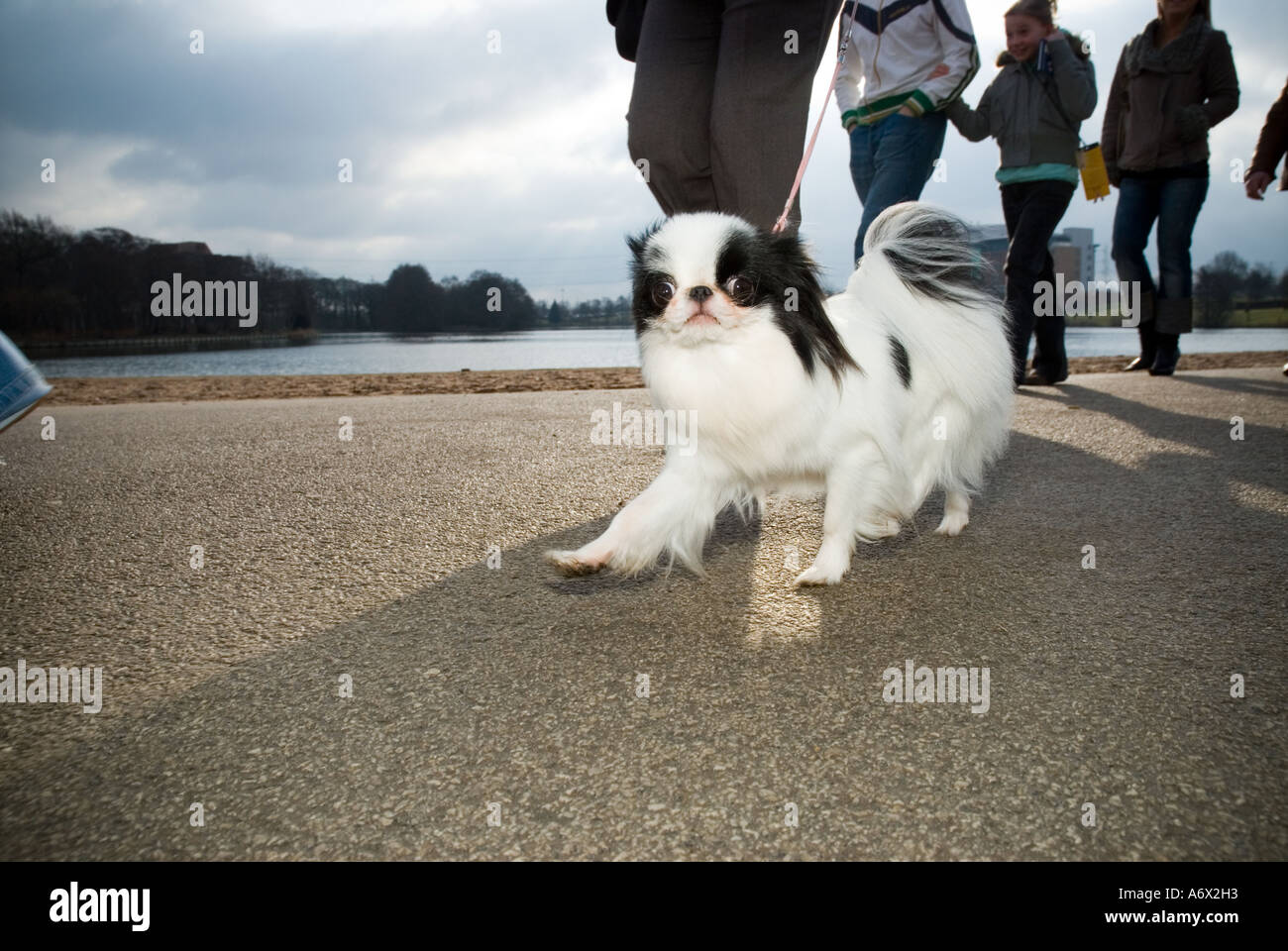 A Japanese Chin dog Stock Photo