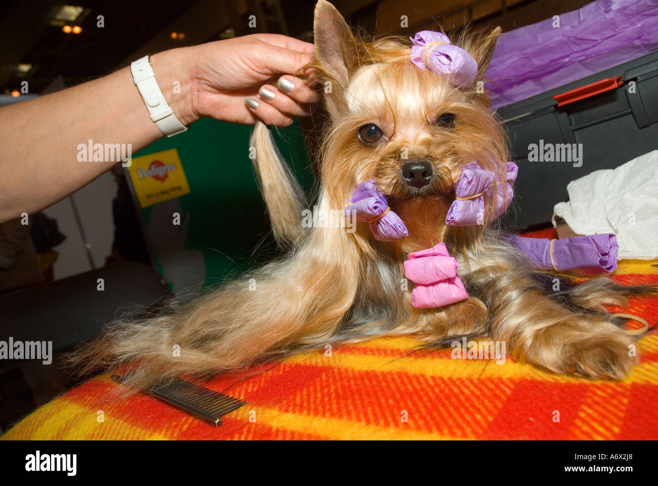 crufts yorkshire terrier