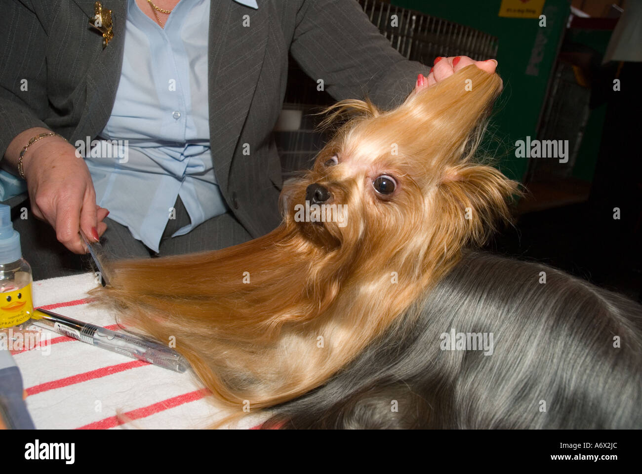 A Yorkshire Terrier being groomed Stock Photo