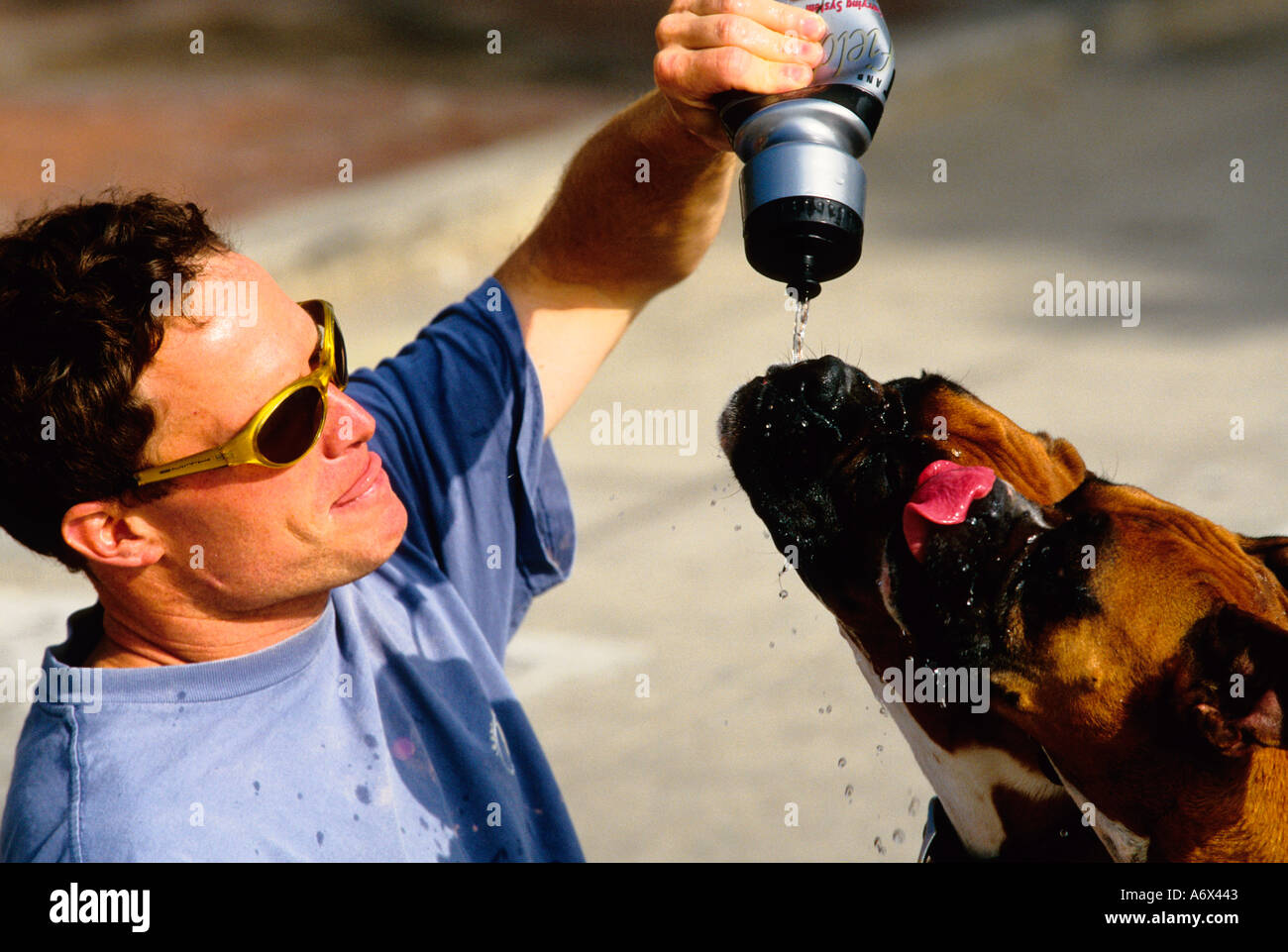 boxer dogs drinking water from a water bottle Stock Photo - Alamy