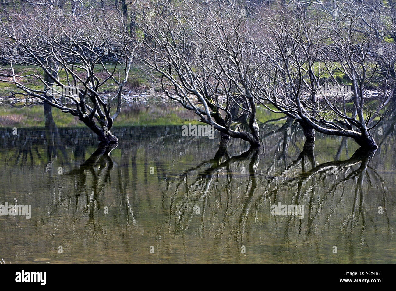british wales dolgellau gwynedd llyn cynwch lake Stock Photo