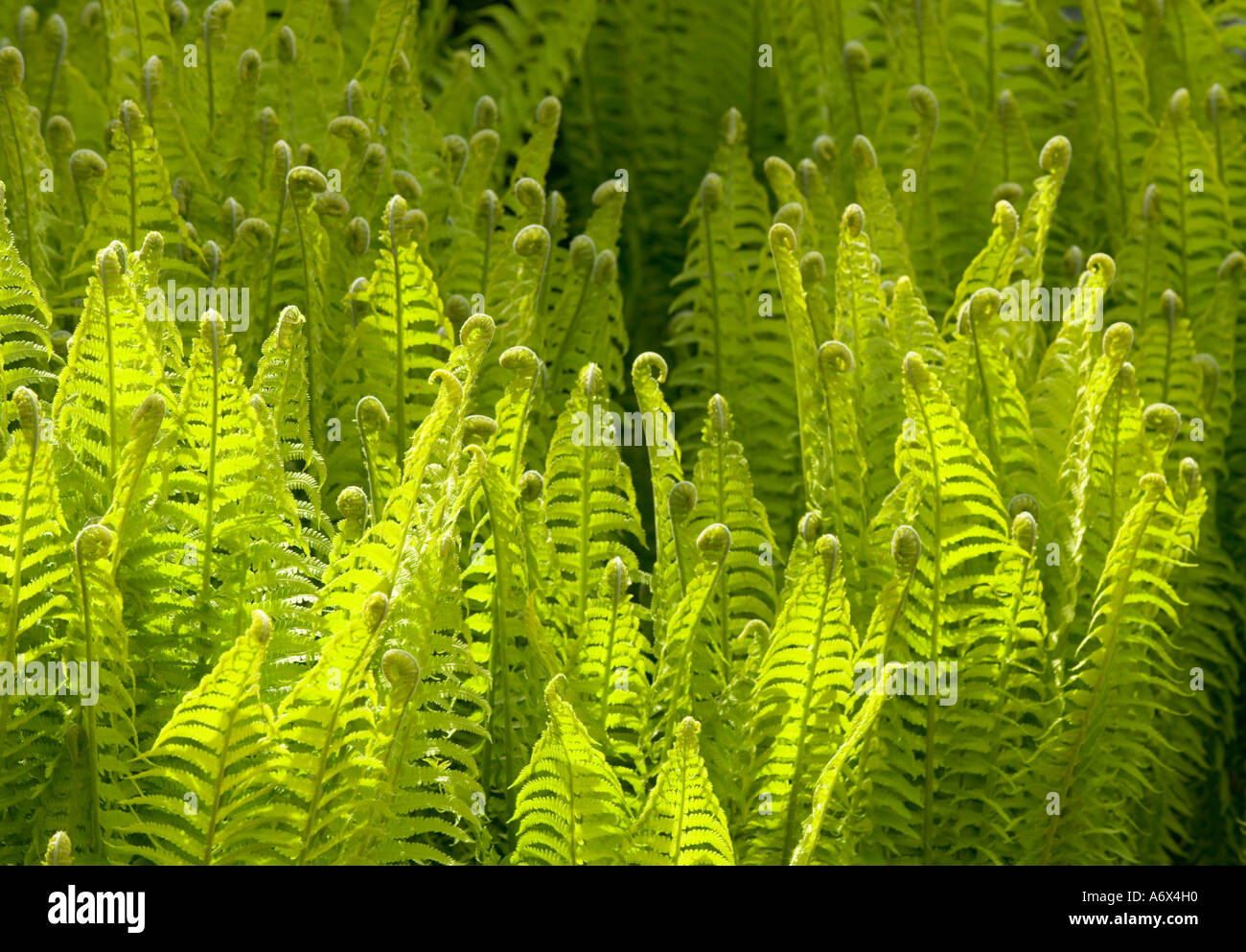 A drift of Royal Fern in a large walled garden Norton Priory Cheshire Stock Photo