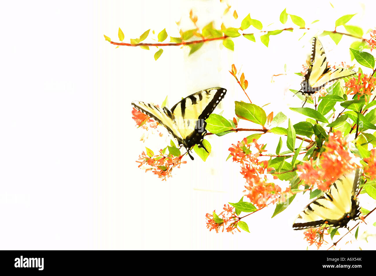 A digital painting of swallowtail butterflies, North Carolina, USA. Stock Photo