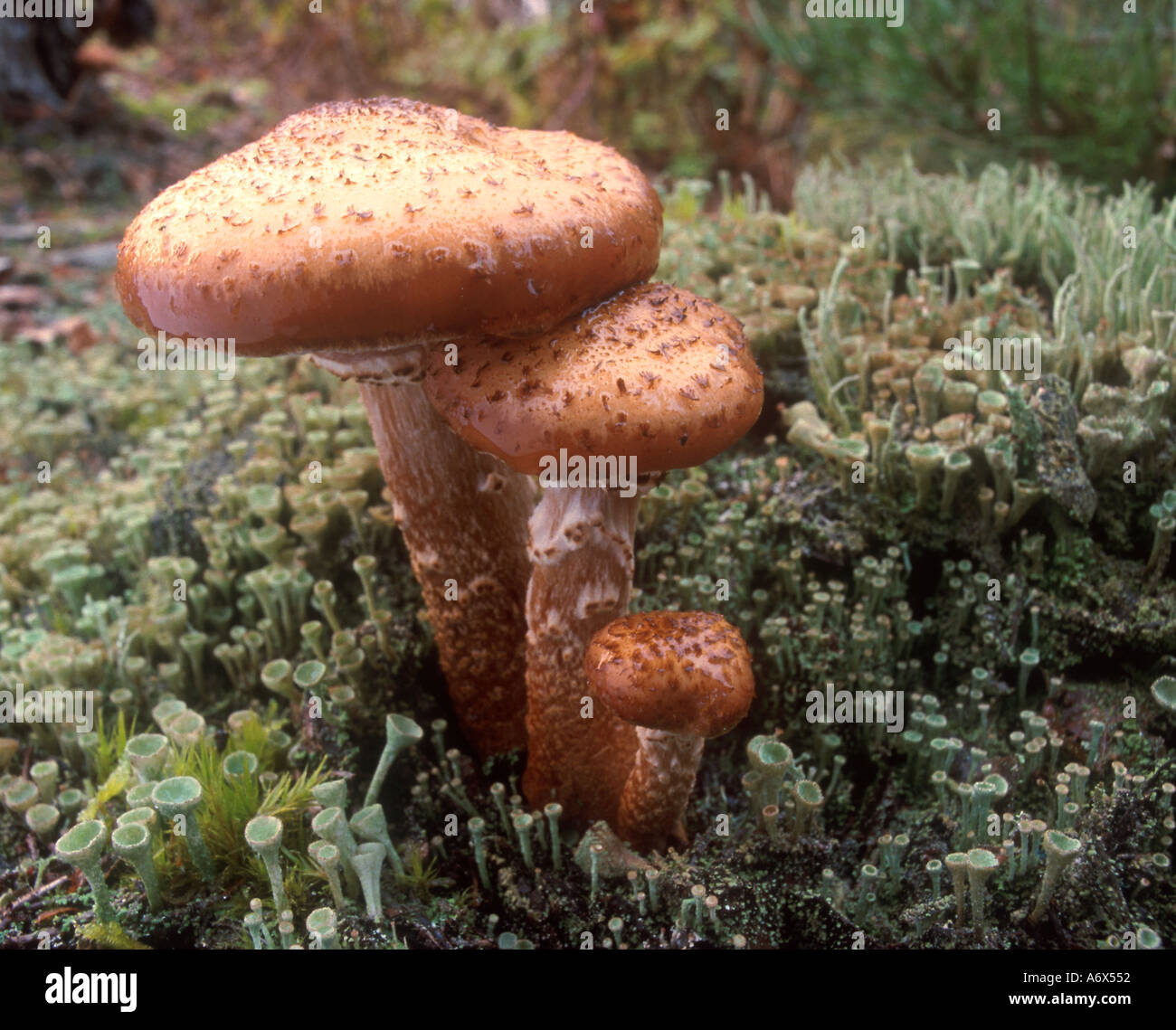 british english english nature shaggy pholiota fungi Stock Photo