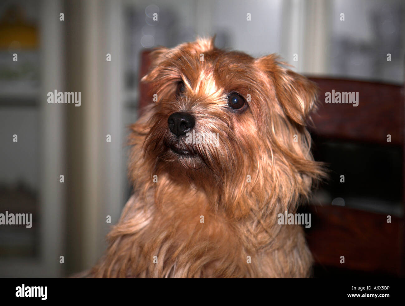 Head study of Terrier Stock Photo - Alamy