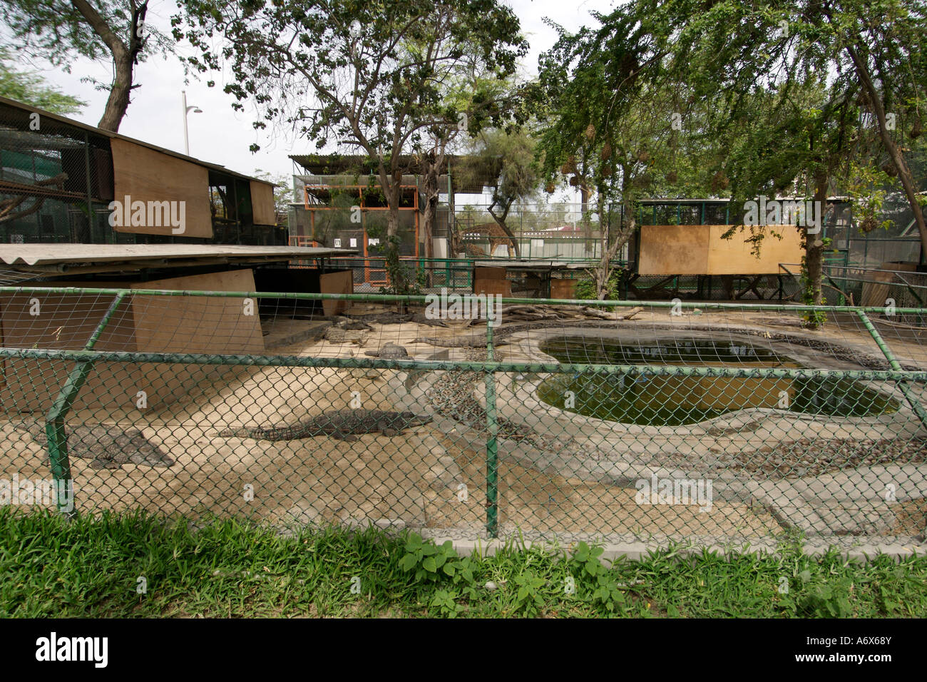 View of the crocodile enclosure at the Dubai zoo. Stock Photo