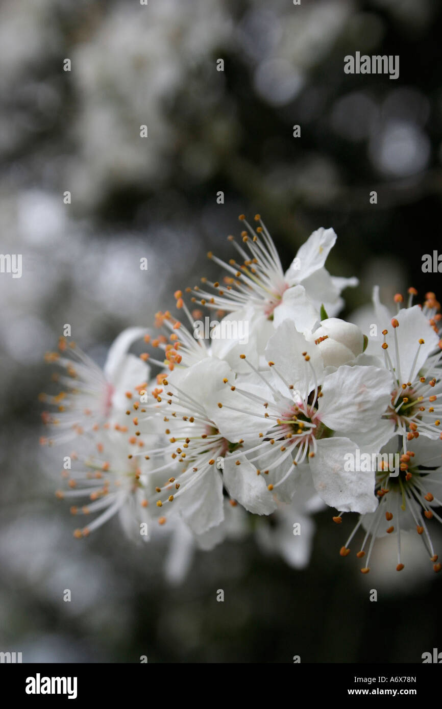 white cherry blossum  Kojo No-Mai Prunus incisa in the uk Stock Photo