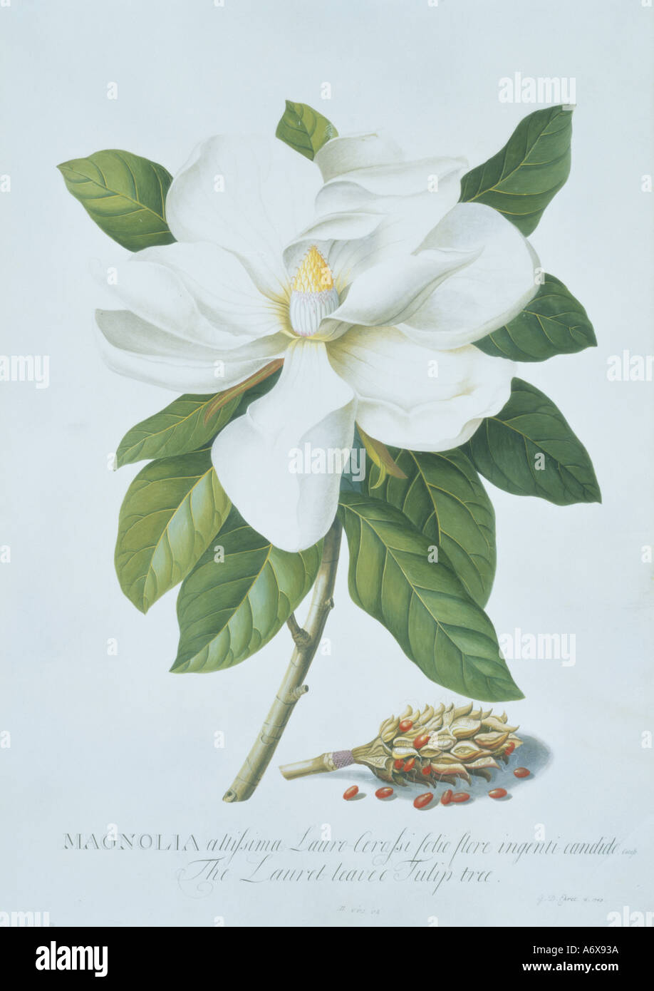 Magnolia by George Dionysus Ehret. England, 1743. Stock Photo
