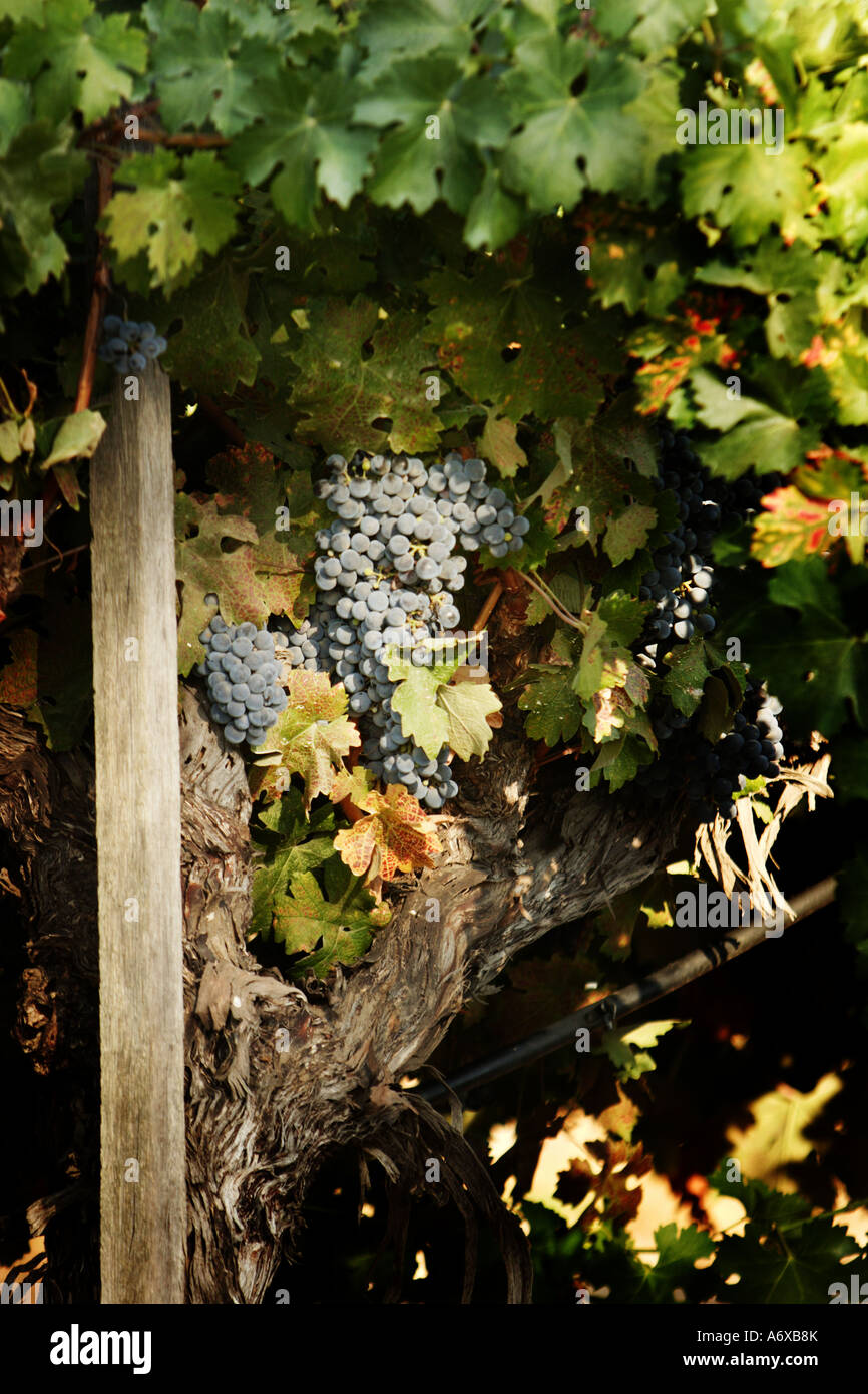 Grape vines in Temecula California Stock Photo Alamy