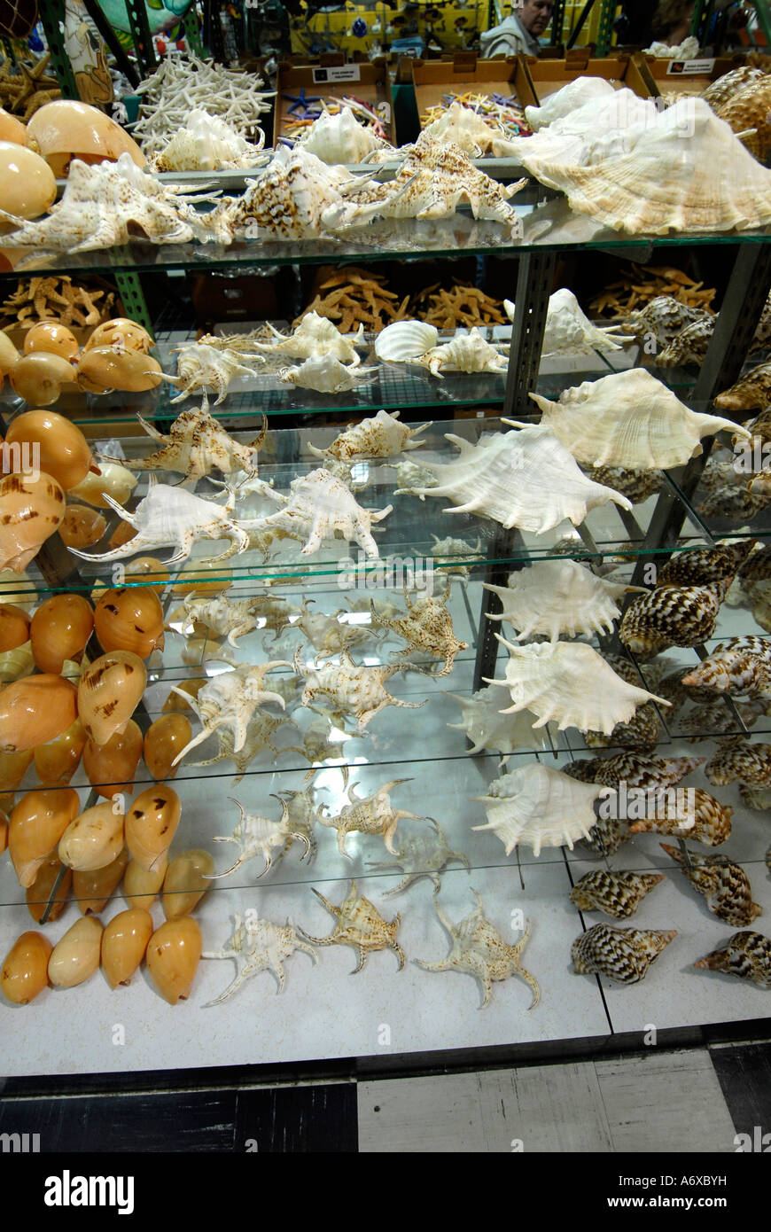 Worlds largest Shell Factory a popular tourist attraction in North Fort