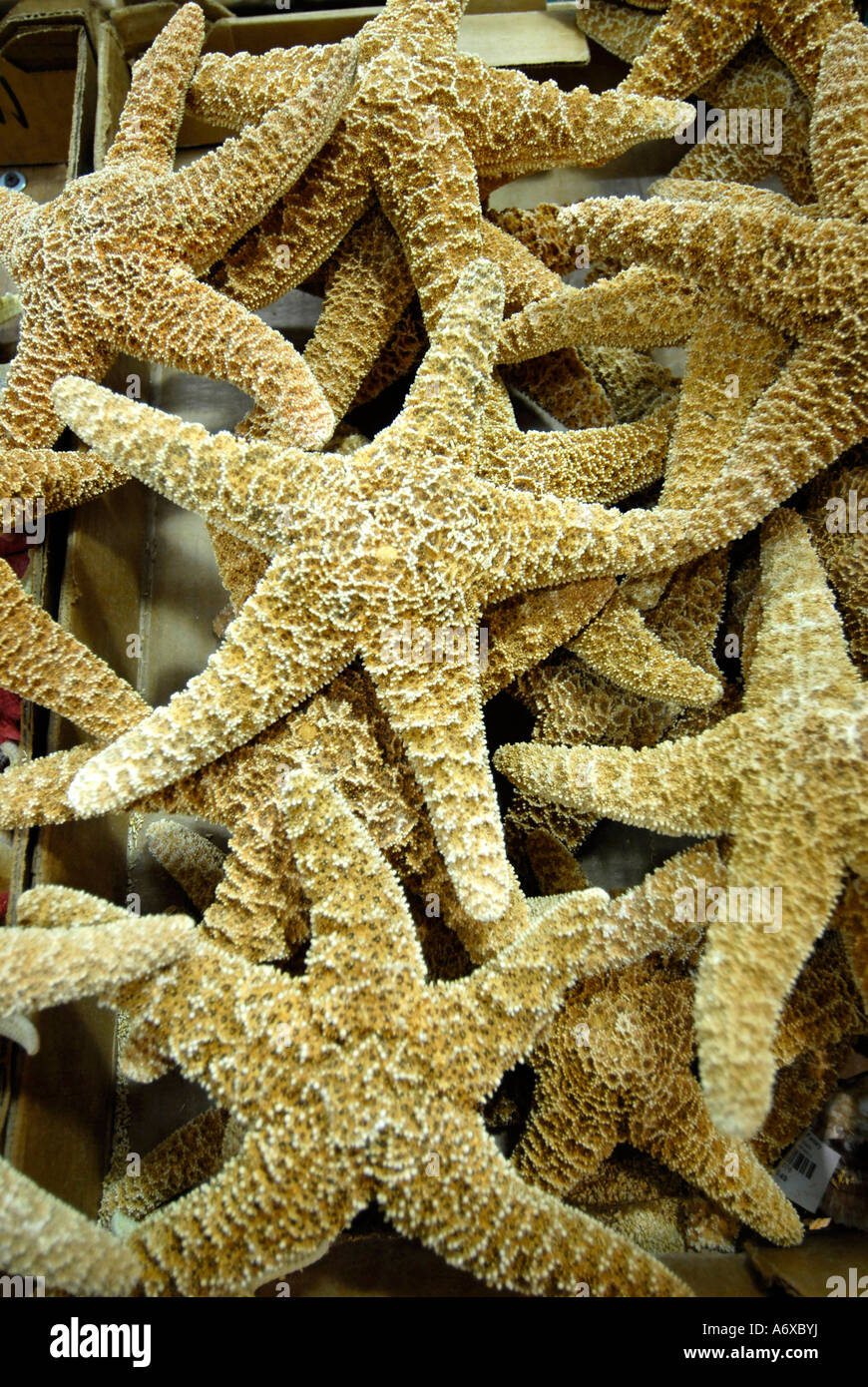 Worlds largest Shell Factory a popular tourist attraction in North Fort