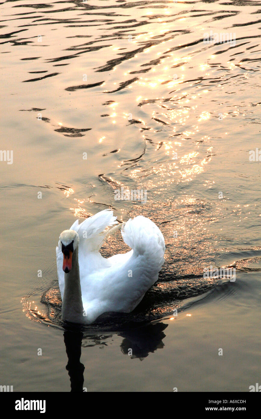 burton-trent-water-river-hi-res-stock-photography-and-images-alamy