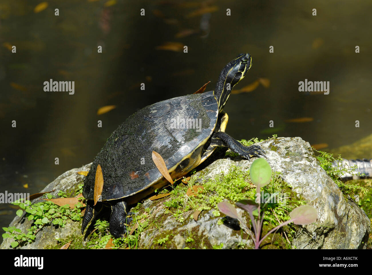 Florida Soft Shell Turtle at Cypress Gardens Winter Haven Florida US Stock Photo