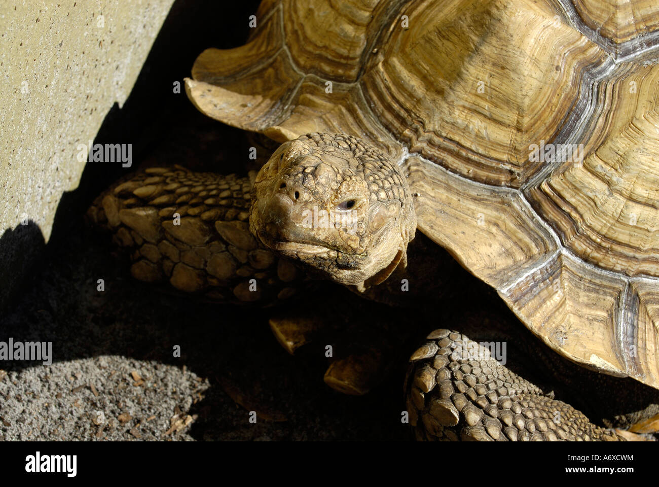 Sulcata Tortoise at Cypress Gardens Winter Haven Florida US Stock Photo