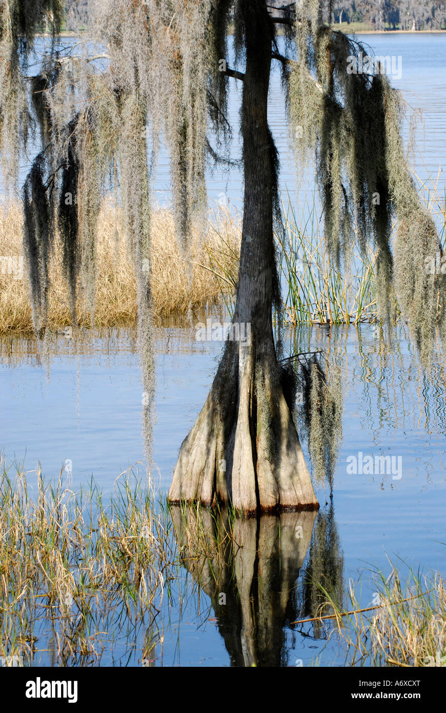 Cypress Trees at Cypress Gardens Winter Haven Florida US Stock Photo Alamy