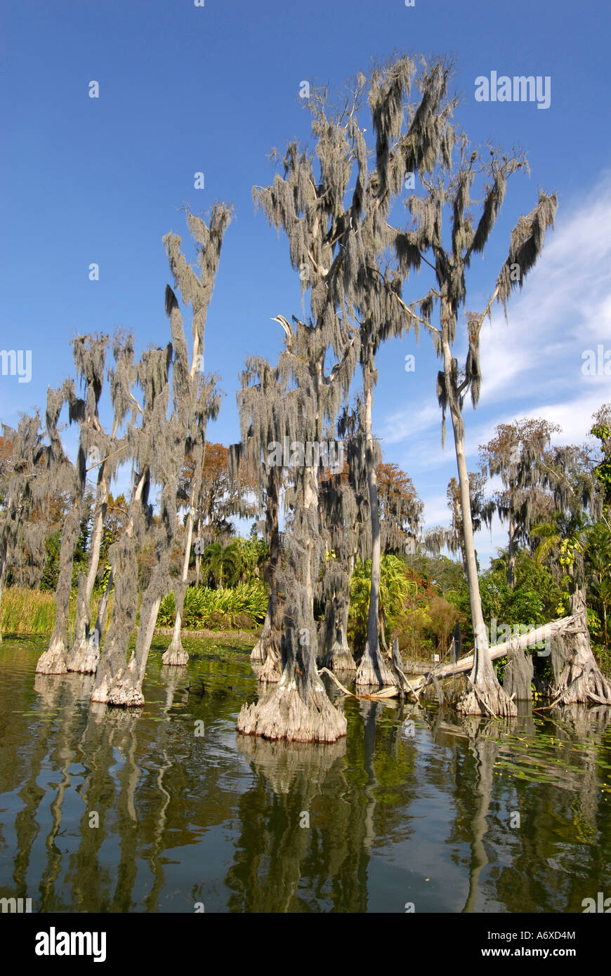 Cypress Trees at Cypress Gardens Winter Haven Florida US Stock Photo