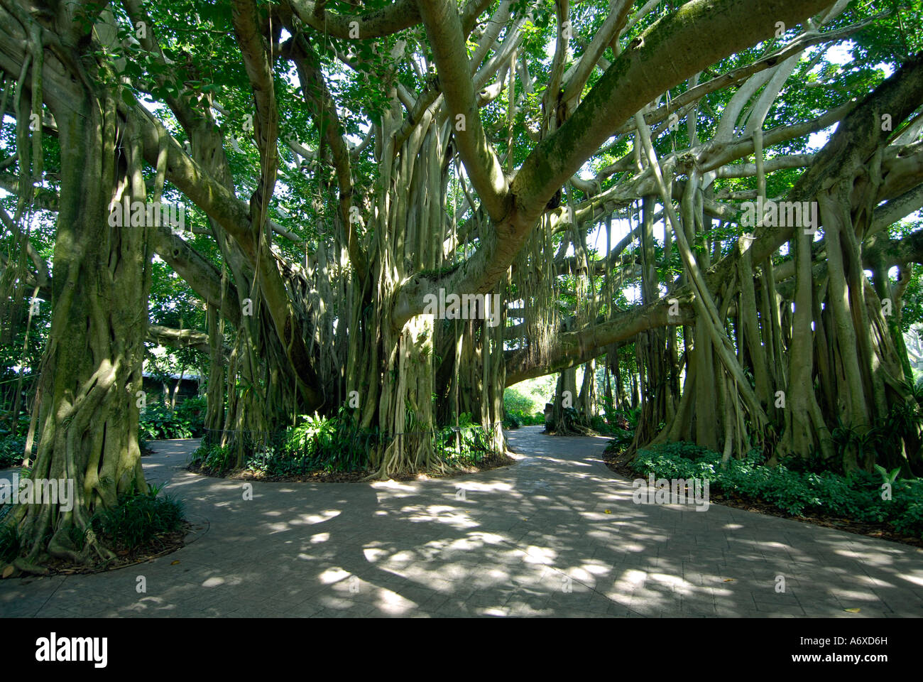 Cypress gardens store banyan tree