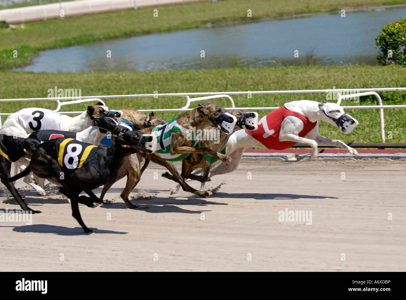 Greyhound racing hires stock photography and images Alamy