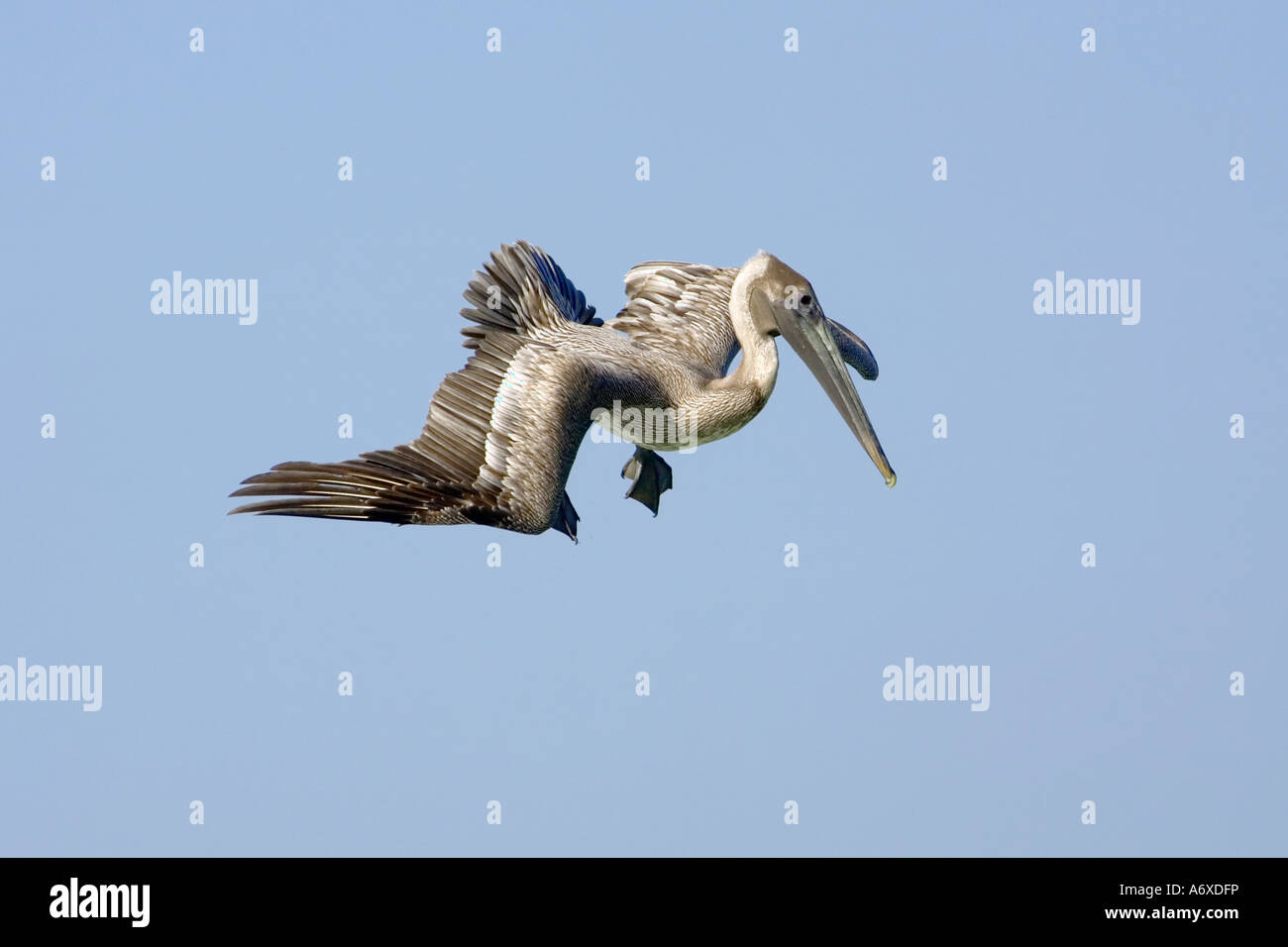A juvenile Brown Pelican just turning to plunge dive Stock Photo Alamy