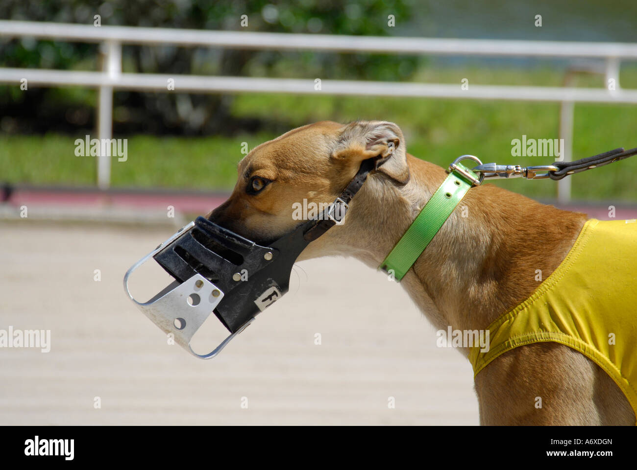 Grayhound racing hires stock photography and images Alamy
