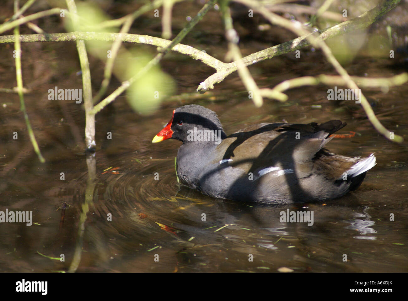 MOORHEN (RELATED TO THE COOT) Stock Photo