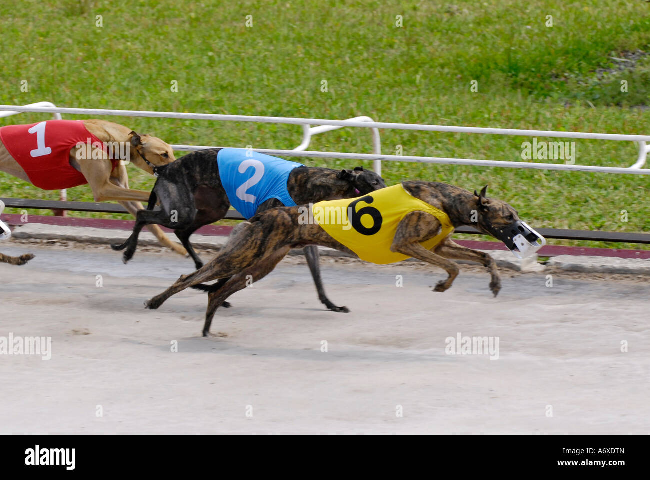 Greyhound dog racing at the Sarasota Kennel Club dog track in Sarasota ...