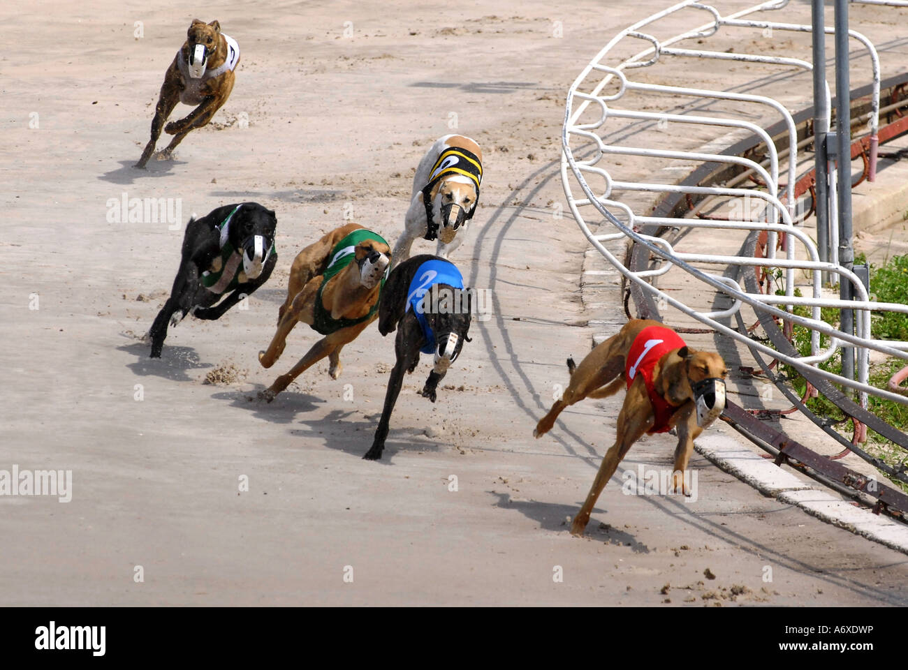 Greyhound dog racing at the Sarasota Kennel Club dog track in Sarasota Florida FL Fla Stock