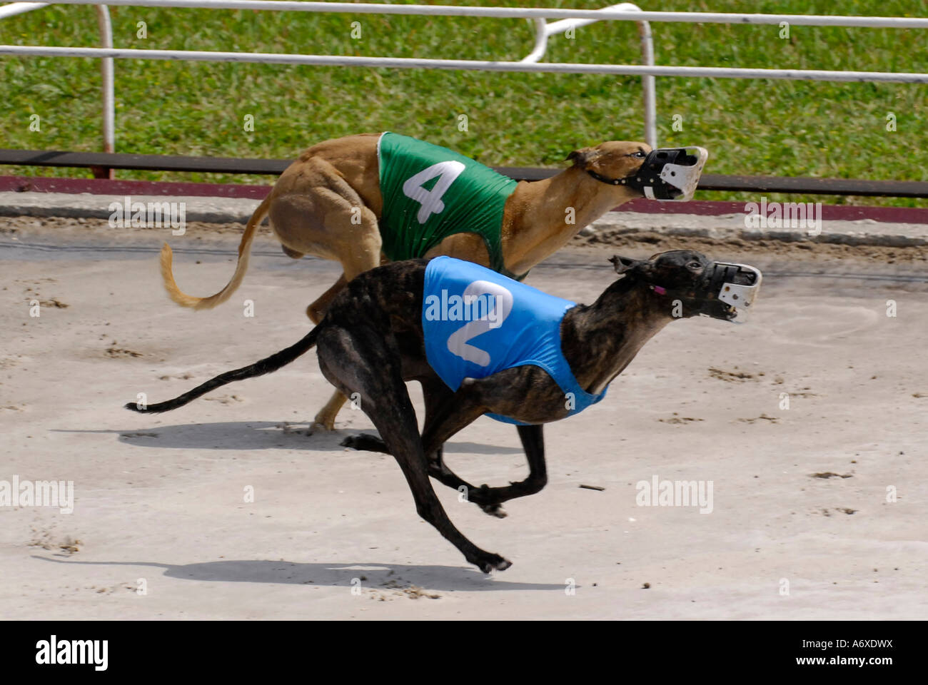 Greyhound dog racing at the Sarasota Kennel Club dog track in Sarasota