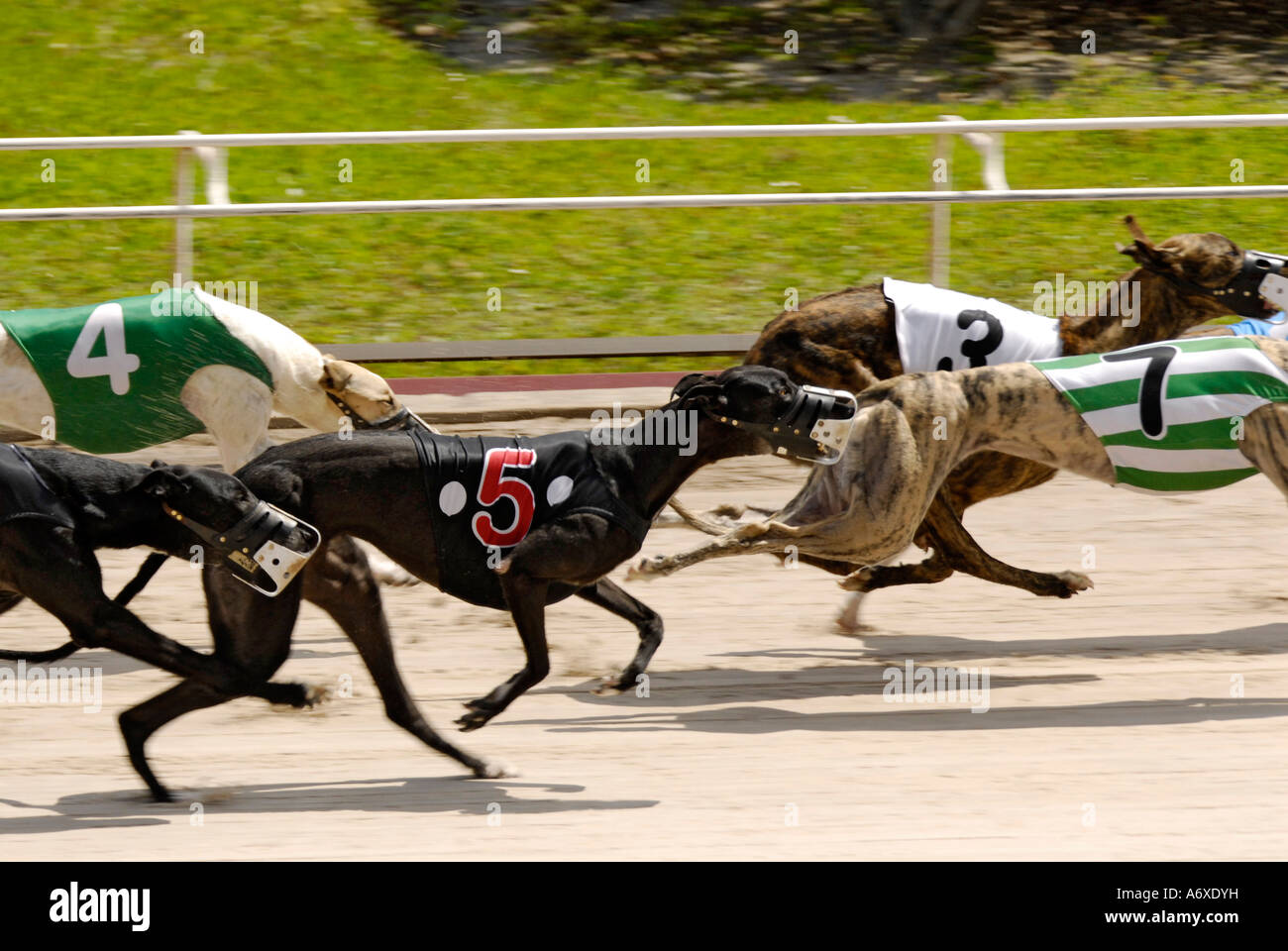 Greyhound dog racing at the Sarasota Kennel Club dog track in Sarasota ...