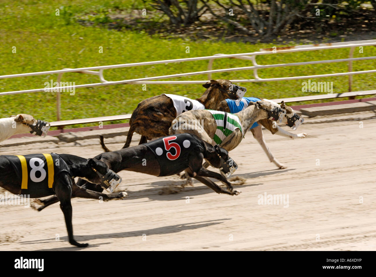 Greyhound dog racing at the Sarasota Kennel Club dog track in Sarasota
